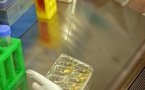 Gene mutation ups women's risk of double breast cancer