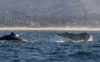 Whale poo could aid climate, say Aussie scientists