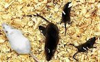 A 'face-book' to measure pain in mice