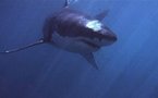 Shark attacks spike on new moons, Sundays: study