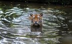 Malaysian activists protest over Tiger abuse video