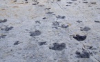 Dinosaur footprints found on Scottish island unearth Jurassic secrets