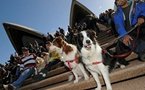 Aussie dogs go barking mad for a little mutt music