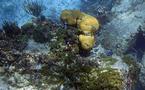 Marine sponge drug extends breast cancer survival: study
