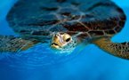 Sea turtle films self, becomes YouTube sensation