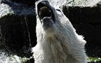 Berlin polar bear star Knut disturbed: scientists