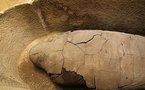Scientists use plants to date Egypt's pharaohs