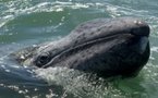 Whales closer to us than thought, say scientists