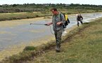 Hitting back against the mosquito, bane of the tourist