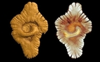 Spark of multicellular life two billion years old: study