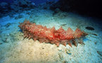 US, Indonesian scientists journey to bottom of sea