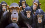 Human lineage split from monkeys later than thought: study