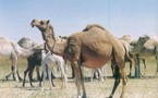 Camel-crazy UAE pioneers cutting-edge breeding technology