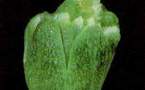 Gene flaw causes small brain - scientists