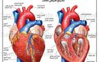 New blood test may predict heart failure risk: study
