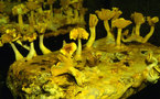 Berlin magic mushroom museum show a major hit