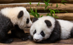 Berlin's panda cubs meet the press ahead of public debut