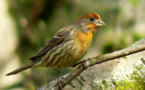 Mother knows best: finches choose chicks' gender