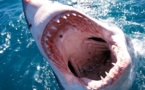 Warmwater shark runs aground on English channel coastline