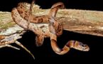 Scientists find new snake species, in a museum