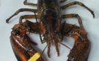 Be kind to your seafood, study urges