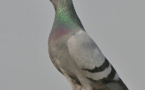 Researchers decode rock pigeon genome