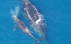 High tech helps scientists protect whales