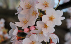 Cherry trees reach full bloom in Tokyo