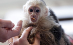 Bieber's pet monkey becomes 'German'