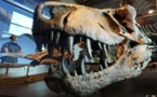 Broken tooth in dino tail 'proves' T. rex was predator