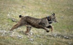 Missing lynx: Climate change to wipe out rarest cat