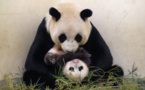 Thailand's adored giant panda searches for love in China