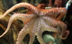 Octopus inspires new camouflage material