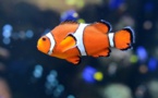 As babies, 'Nemo' clownfish embark on epic journeys