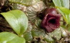 British botanists find unknown 'warty' orchid species