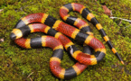 Scientists unravel mystery of snake venom