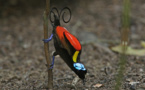 'Extinct' Myanmar bird rediscovered after 73 years