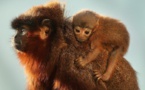 It's a titi! New monkey species found in Peru