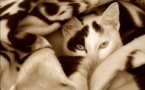 Feline surreal: Belgians tweet cat photos for #BrusselsLockdown