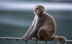 Chinese scientists create 'autistic' monkeys