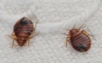 Genes show why bedbugs are tough suckers to kill